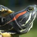 rotwangenschmuckschildkröten ???