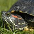 rotwangenschmuckschildkröten ???