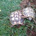 schildkröten! männchen oder weibchen?