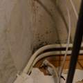 Schimmel in Wohnung nach 2 Monaten - Wie vorgehen?