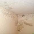 Schimmelprobleme in der neuen Wohnung/ arglistige Täuschung