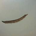 Schwarze ca. 1cm lange Tierchen im Toilettenwasser