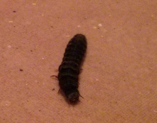 Schwarze Raupen/Larven im Keller (Haus, gutWohnen, raupe)