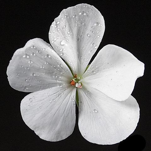 Wie Kann Ich Bei Einem Bild Den Hintergrund Transparent Machen