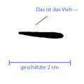 Schwarzes kleintier auf der Matzatze gesehen o.O