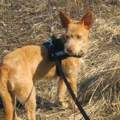 Senfhund, wer weiß was da mitgemischt haben könnte??
