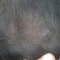 Shuppen bei Hunden?