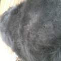 Shuppen bei Hunden?
