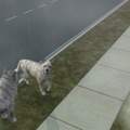 Sims 2 - Hund zum Tiger