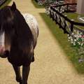 Sims 3 - Pferde verschicken