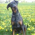 Mein Dobermännchen :-)