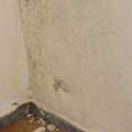 soviel schimmel innerhalb von 20 tagen was kann die ursache sein?