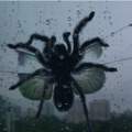 Spinne ? Insekt ? Photoshop ?