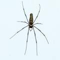 Spinne aus Kamboscha - Wer kann sie bestimmen?