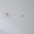 Spinne im Zimmer, was soll ich machen damit sie es wider verässt?