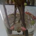 Standvase und Äste. Wie dekorier ich diese dinge richtig?