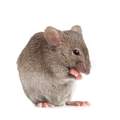 Studie gesucht: Maus in Schmerz greit unbeteiligte Maus an