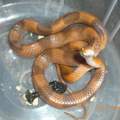 suche den namen einer schlange