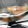 Suche Kuh oder Rinder Hörner Für LKW