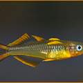 Suche Pseudomugli fucartus ( Gabelschwanz Blauauge) für mein Aquarium!