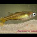 Suche Pseudomugli fucartus ( Gabelschwanz Blauauge) für mein Aquarium!