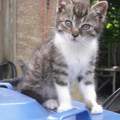 Süßer Name für einen kleinen Babykater!! (: