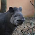 Tapir