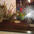 Terrarium für Vampirkrabben