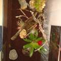 Terrarium für Vampirkrabben