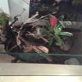 Terrarium für Vampirkrabben