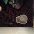Terrarium für Vampirkrabben