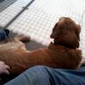 Tierheimhund- weiter besuchen oder abbrechen?!