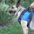 Treppen steigen mit Dobermann Spezial Geschirr 4 Stockwerke leider kein Aufzug
