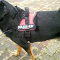 Treppen steigen mit Dobermann Spezial Geschirr 4 Stockwerke leider kein Aufzug