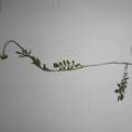 Um welche Blume handelt es sich?