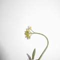 Um welche Blume handelt es sich?