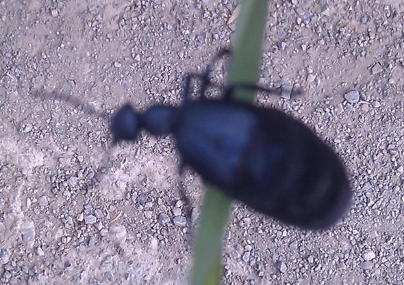 Little dick das kleine Mitglied