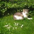 Sommerfrische