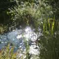 Verliert mein Gartennaturteich zuviel Wasser? oder anders gefragt : wieviel Wasser wäre normal?