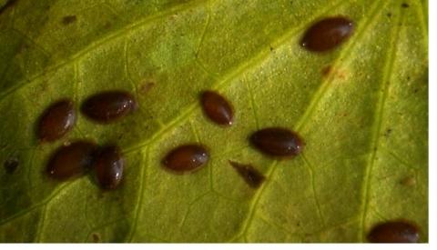 Viele Blutegel im Gartenteich hat das etwas zu bedeuten?