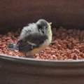 Vogel aus dem Nest gefallen - was passiert Nachts?