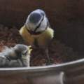 Vogel aus dem Nest gefallen - was passiert Nachts?