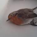 Vogel mit verletztem flügel gefunden wie helfen ????