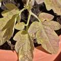 Warum bekommen meine Tomaten gelbe, welke Blätter mit lila Flecke (s. Fotos)?