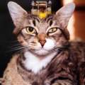 Warum muss diese Katze wie millionen andere Tiere leiden?!