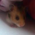 Warum tönt mein Hamster wie ein Meerschweinchen?