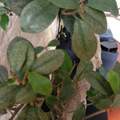 Was fehlt meinem Bonsai? Bonsai krank?