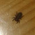 Was fressen Spinnen die im Haus leben?