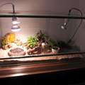 Was für ein Tier wehre gut für mich ?( Terrarium )