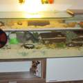 Was für ein Tier wehre gut für mich ?( Terrarium )